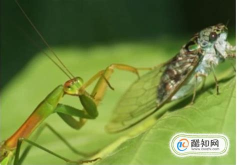 刚出生的小螳螂吃什么食物（带你看看1厘米的螳螂可以吃的3种食物）—趣味生活常识网