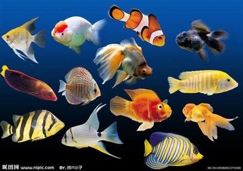 热带鱼品种图片大全 - 百科 - 酷钓鱼