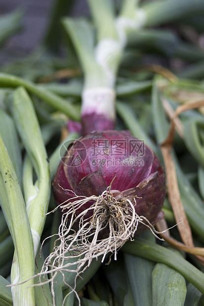 红洋葱文化农业食物紫色店铺生长烹饪收成灯泡美味高清图片下载-正版图片320307646-摄图网