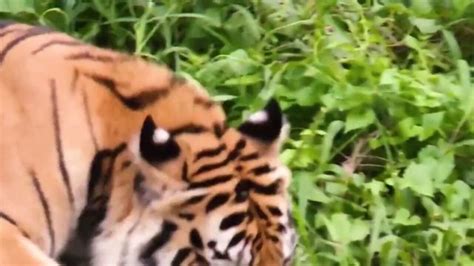 这只老虎虽然看起来很凶，其实它就只会吓吓人，身体还是很老实的_腾讯视频