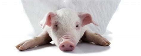 梦见猪是什么意思 做梦梦见猪周公解梦解释 - 万年历