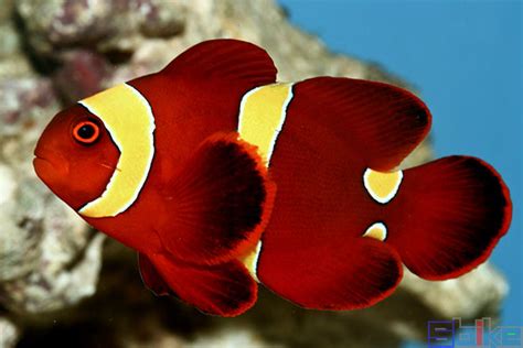 小丑鱼-热带海水鱼高清图片下载-正版图片500396926-摄图网