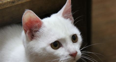 波斯猫图片异瞳,帅气,白猫(第3页)_大山谷图库