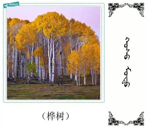54种树木的名字，双语解释（蒙古文 汉语）-草原元素---蒙古元素 Mongolia Elements