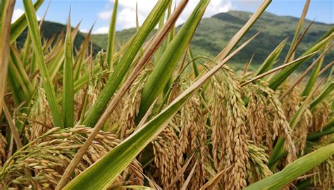 亩产1085公斤！第三代杂交水稻米易示范片水稻亩产创新高_四川在线
