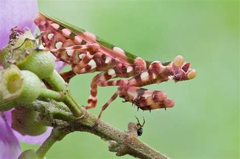 科学网—兰花螳螂欣赏（二） - 黄安年的博文