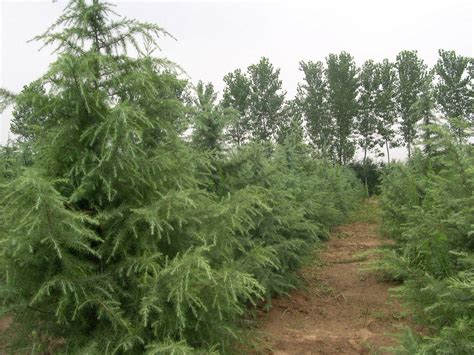 绿化苗木怎么种植，有哪些技术要点 - 农敢网