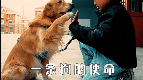 宠物狗为了救女主人，甘愿付出生命，感人短片《一条狗的使命》_高清1080P在线观看平台_腾讯视频