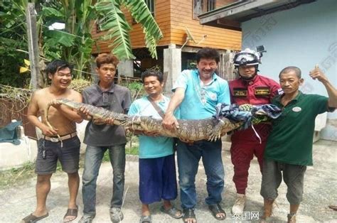 200多斤巨型蜥蜴爬进民居散步 竟认为能带来好运-泰国,蟒蛇,动物 ——快科技(驱动之家旗下媒体)--科技改变未来