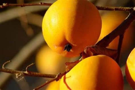 西安各季节有什么水果，西安秋季的水果大全吃什么好 - 鲜淘网
