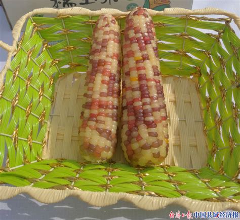 第四届“中国･绥化鲜食玉米节”在黑龙江绥化举行_县域经济网