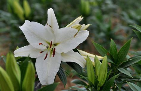 白百合的花语是什么?白百合的寓意和象征-花卉百科-中国花木网
