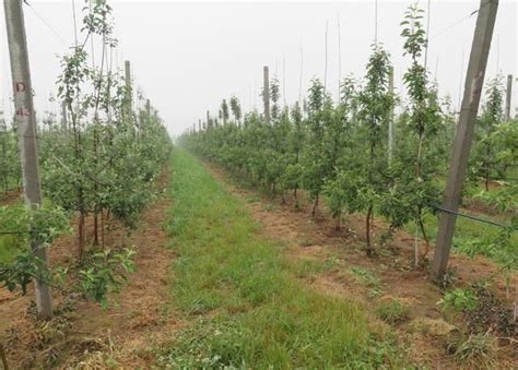 苹果树栽培技术｜新建果园六管理 要想让新栽果树长得快
