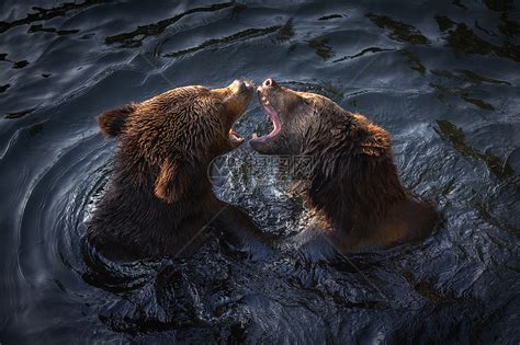 棕熊灰熊高清图片下载-正版图片501328413-摄图网