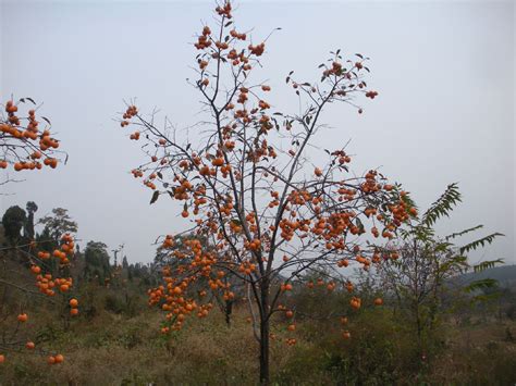秋天蓝天下柿子树摄影图高清摄影大图-千库网