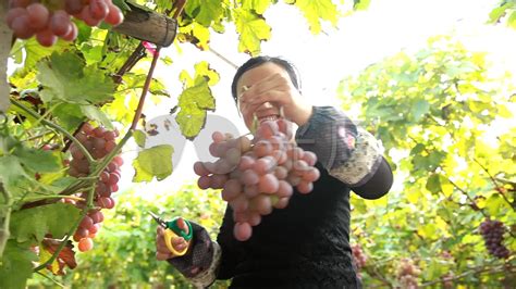 庄稼收割农民在葡萄园里拿着成熟的白葡萄高清图片下载-正版图片307256043-摄图网