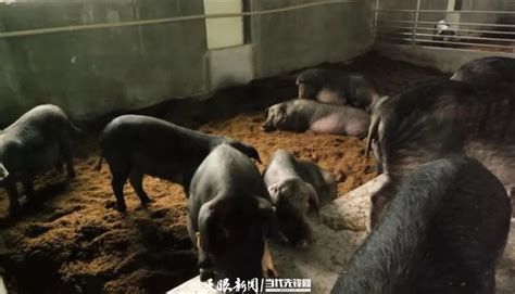 “矛香猪”真香！贵州册亨生态养猪有法，致富有道