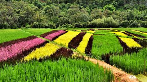 云南宜良观光农业--彩色水稻造型-中关村在线摄影论坛