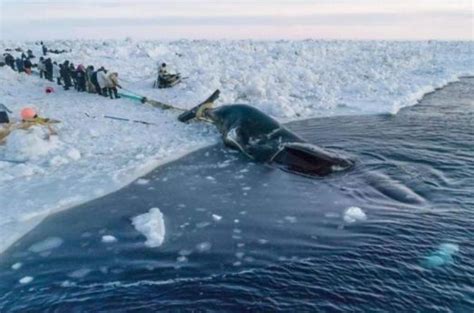 当丹麦捕鲸节鲜血染红海水，浙江消防正合力救援搁浅鲸鱼，网友：他们屠杀，我们拯救_染红_鲸鱼_海水