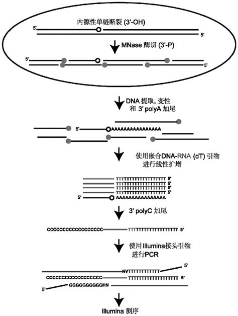 一种检测DNA中的单链断裂的方法与流程