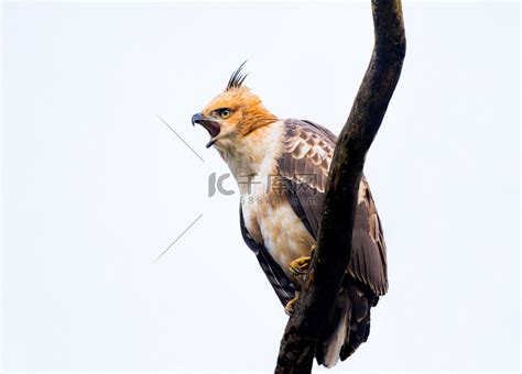 印度森林中的凤头鹰高清摄影大图-千库网