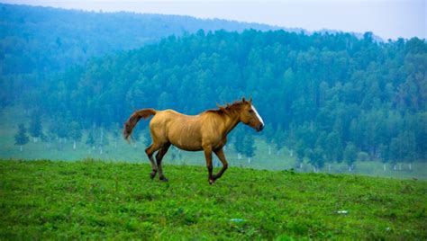 一匹奔跑的马,草原,家禽家畜,动物摄影,摄影,汇图网www.huitu.com