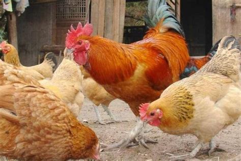 鸡的地方品种—桃源鸡 - 惠农网