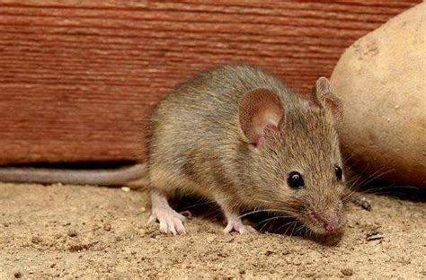 常见大鼠品系 - 实验动物_中国实验动物信息网