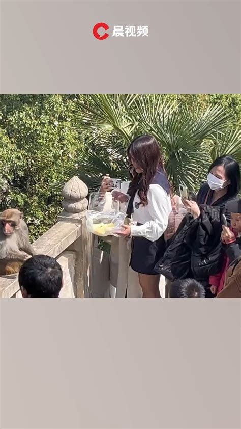 女子景区给猴喂食遭掌掴，景区：门票含保险，可理赔_腾讯视频