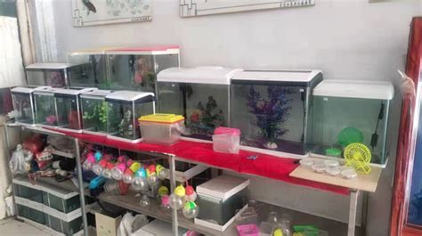 深圳定做鱼缸水族箱饲养海水观赏鱼的基本设备有哪些