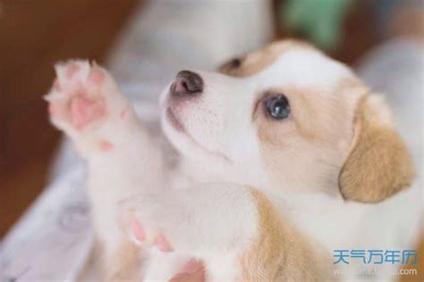 狗的名字叫什么好听可爱 - 好听的狗名字英文 - 香橙宝宝起名网