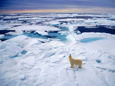 如果地球上所有的冰都融化, 这个世界将有什么的事情发生?|北极|淡水|冰都_新浪新闻