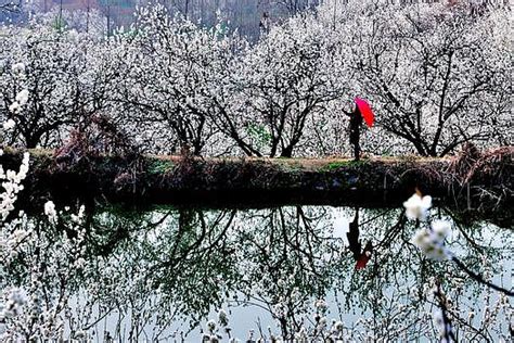 随着连日晴好暖阳高照，汉中西乡樱桃沟万亩樱桃花迎风绽放