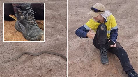 澳洲女捕蛇专家坐路边休息时“世界第二毒蛇”东部棕蛇钻到腿下 她却镇定继续抽烟 - 神秘的地球 科学|自然|地理|探索