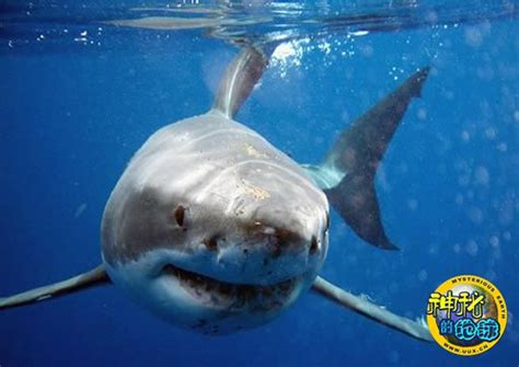 大白鲨图片-蓝色大海里的大白鲨素材-高清图片-摄影照片-寻图免费打包下载