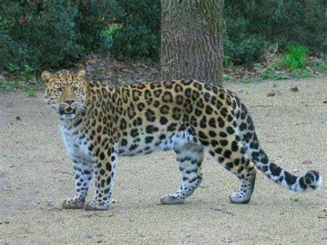 法国科西嘉岛发现猫科动物新物种——狐猫 - 神秘的地球 科学|自然|地理|探索