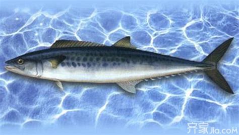 怎样区分青鱼和鲅鱼,鲐鲅鱼的区别,鲅鱼和青鱼哪个营养高_大山谷图库