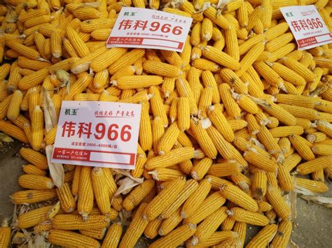 我国玉米高产品种前十名