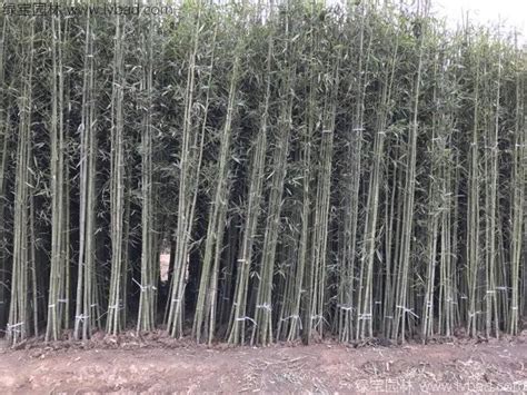 批发优质斑竹--斑竹大量出售_沭阳县新之圣苗木有限公司_园林网