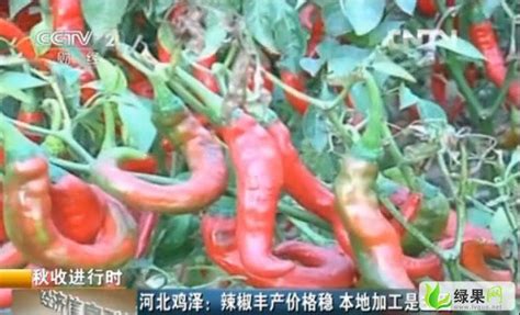 河北鸡泽：辣椒丰产价格稳 - 蔬菜行情 - 绿果网