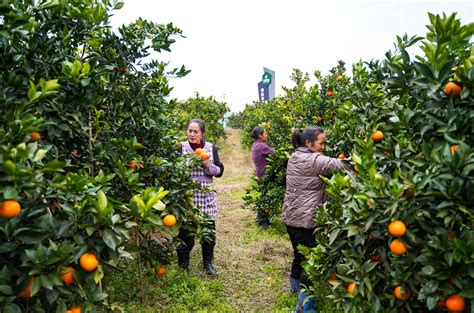 统景镇：万亩柑橘红 香飘振兴路--渝北时报