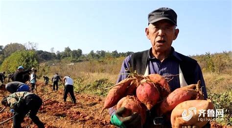 怎样种地瓜产量高，红薯高产栽培技术，红薯如何才能提高产量？