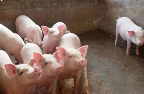 猪病大全及治疗方法-猪病诊断与防治-养猪与猪病防治-第5页 - 畜小牧养殖网