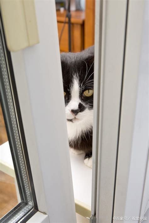 为什么猫老是撞门,小猫撞我的门,心理学分析喜欢猫的人_大山谷图库