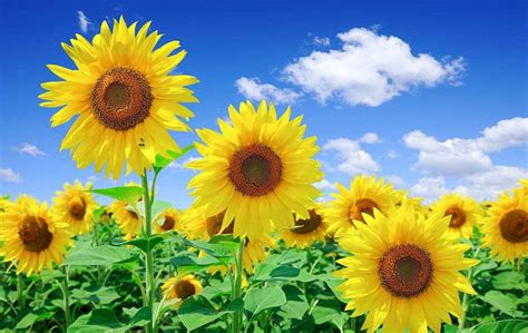 向日葵会每天随着太阳转动 向日葵一天到晚的变化_华夏智能网