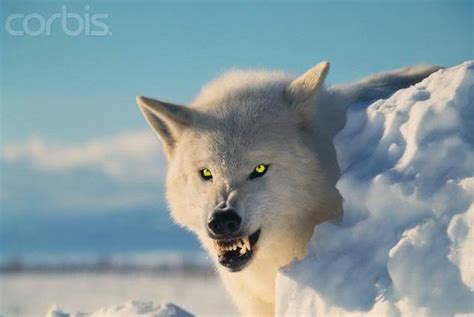 西北狼Canislupusoccidentalis站在草地上狼lupus高清图片下载-正版图片506363694-摄图网