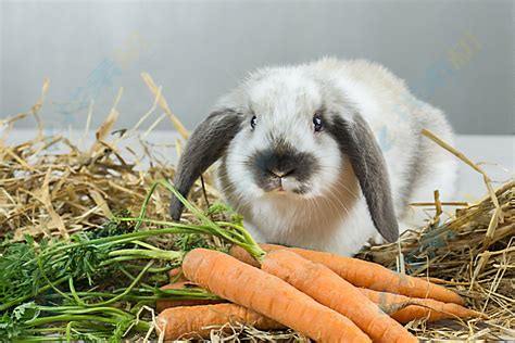 吃胡萝卜小兔子高清图片下载-找素材