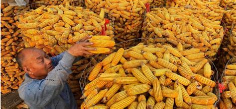 2017年，农民啥时候适合卖玉米?_农民头条_农民互联网