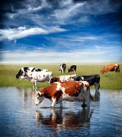 蓝天白云草地与在喝水的牛高清jpg图片免费下载_编号vdphyrwxv_图精灵