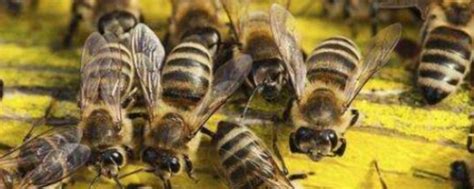意蜂养殖技术要点，养意蜂全套技术|admin_人人点